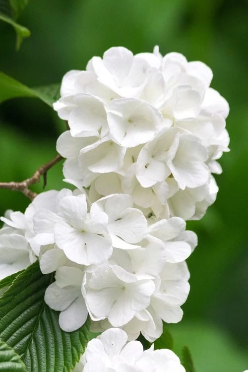 Japanese Snowball Bush (Viburnum Plicatum) - 2 Gallon Pot 7 Japanese Snowball Bush (Viburnum Plicatum) - 2 Gallon Pot - Image 5