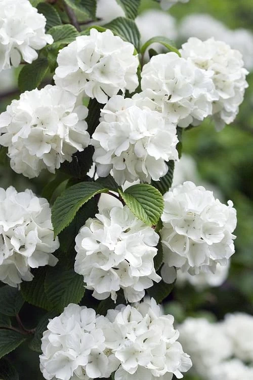 Japanese Snowball Bush (Viburnum Plicatum) - 2 Gallon Pot 3 Japanese Snowball Bush (Viburnum Plicatum) - 2 Gallon Pot
