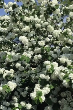 Japanese Snowball Bush (Viburnum Plicatum) - 2 Gallon Pot 13 Japanese Snowball Bush (Viburnum Plicatum) - 2 Gallon Pot -Garden & Outdoor Sale Shop viburnum plicatum japanese snowball flowers 15