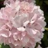 Kern's Pink Snowball Viburnum Bush - 2 Gallon Pot -Garden & Outdoor Sale Shop viburnum plicatum kerns pink snowball 2