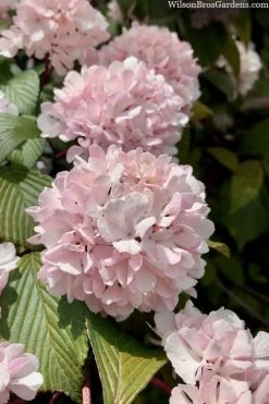 Kern's Pink Snowball Viburnum Bush - 2 Gallon Pot -Garden & Outdoor Sale Shop viburnum plicatum kerns pink snowball 3