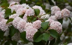 Kern's Pink Snowball Viburnum Bush - 2 Gallon Pot -Garden & Outdoor Sale Shop viburnum plicatum kerns pink snowball 7