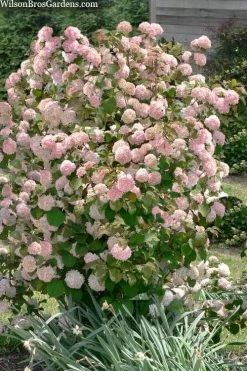 Kern's Pink Snowball Viburnum Bush - 2 Gallon Pot -Garden & Outdoor Sale Shop viburnum plicatum kerns pink snowball 9