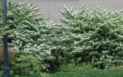 Japanese Doublefile Viburnum - 2 Gallon Pot 17 Japanese Doublefile Viburnum - 2 Gallon Pot -Garden & Outdoor Sale Shop viburnum plicatum tomentosum japanese doublefile 1