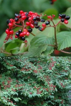 Japanese Doublefile Viburnum - 2 Gallon Pot 16 Japanese Doublefile Viburnum - 2 Gallon Pot -Garden & Outdoor Sale Shop viburnum plicatum tomentosum japanese doublefile 2