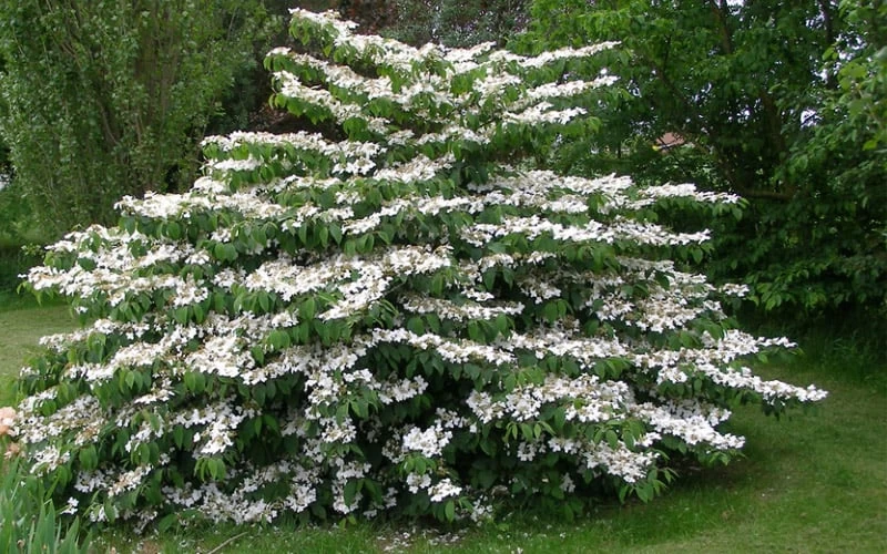 Japanese Doublefile Viburnum - 2 Gallon Pot 6 Japanese Doublefile Viburnum - 2 Gallon Pot - Image 4