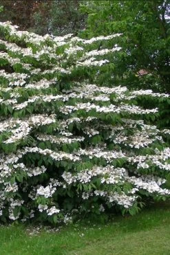 Japanese Doublefile Viburnum - 2 Gallon Pot 19 Japanese Doublefile Viburnum - 2 Gallon Pot -Garden & Outdoor Sale Shop viburnum plicatum tomentosum japanese doublefile 5