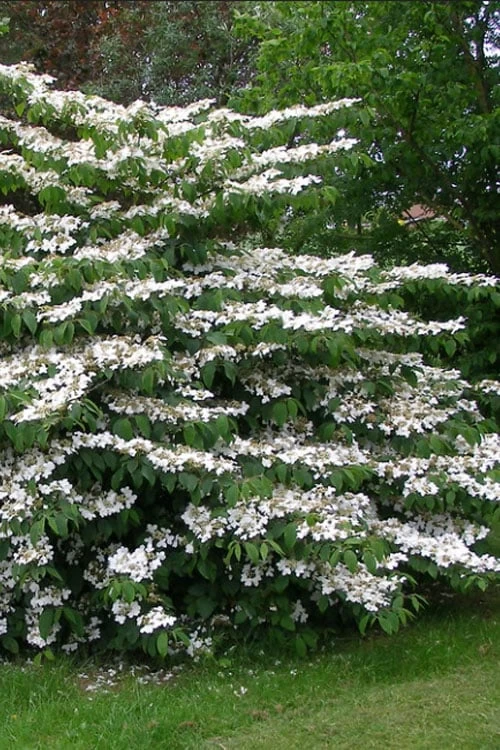 Japanese Doublefile Viburnum - 2 Gallon Pot 11 Japanese Doublefile Viburnum - 2 Gallon Pot - Image 9