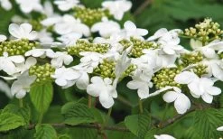 Japanese Doublefile Viburnum - 2 Gallon Pot 18 Japanese Doublefile Viburnum - 2 Gallon Pot -Garden & Outdoor Sale Shop viburnum plicatum tomentosum japanese doublefile 6