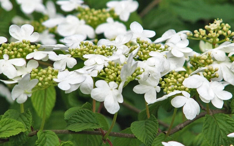 Japanese Doublefile Viburnum - 2 Gallon Pot 10 Japanese Doublefile Viburnum - 2 Gallon Pot - Image 8