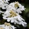 Japanese Doublefile Viburnum - 2 Gallon Pot -Garden & Outdoor Sale Shop viburnum plicatum tomentosum japanese doublefile 7