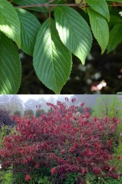 Japanese Doublefile Viburnum - 2 Gallon Pot 15 Japanese Doublefile Viburnum - 2 Gallon Pot -Garden & Outdoor Sale Shop viburnum plicatum tomentosum japanese doublefile 9