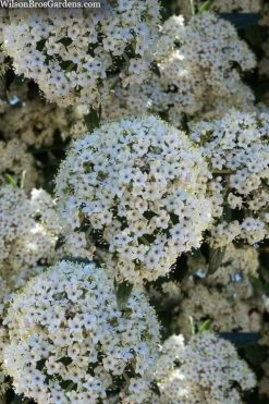 Prague Viburnum - 2.5 Quart Pot -Garden & Outdoor Sale Shop viburnum pragense prague 5