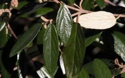 Prague Viburnum - 2.5 Quart Pot -Garden & Outdoor Sale Shop viburnum pragense prague 7