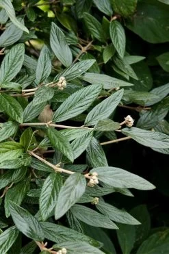 Prague Viburnum - 2.5 Quart Pot -Garden & Outdoor Sale Shop viburnum pragense prague 9