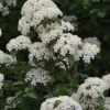 Blackhaw Viburnum - 2 Gallon Pot -Garden & Outdoor Sale Shop viburnum prunifolium black haw 12 1