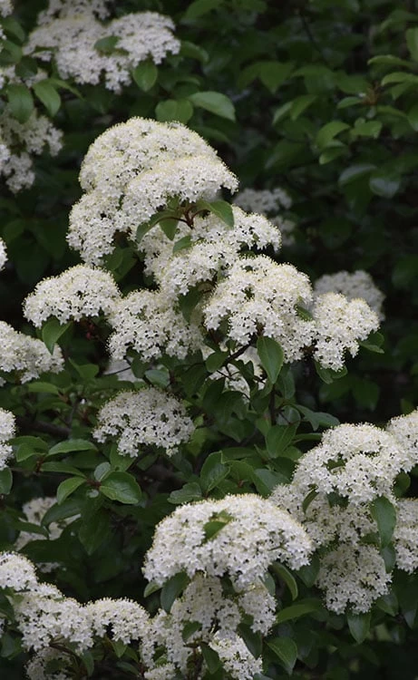 Blackhaw Viburnum - 3 Gallon Pot 3 Blackhaw Viburnum - 3 Gallon Pot