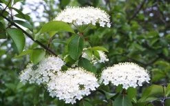 Blackhaw Viburnum - 3 Gallon Pot 15 Blackhaw Viburnum - 3 Gallon Pot -Garden & Outdoor Sale Shop viburnum prunifolium black haw 4