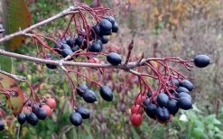 Blackhaw Viburnum - 3 Gallon Pot 14 Blackhaw Viburnum - 3 Gallon Pot -Garden & Outdoor Sale Shop viburnum prunifolium black haw 5