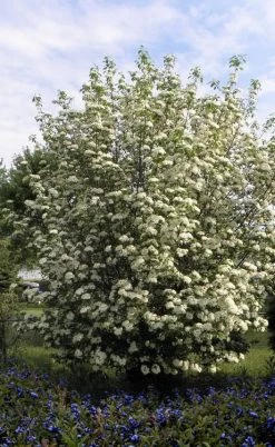 Blackhaw Viburnum - 2 Gallon Pot -Garden & Outdoor Sale Shop viburnum prunifolium black haw 7 1