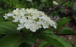 Blackhaw Viburnum - 2 Gallon Pot -Garden & Outdoor Sale Shop viburnum prunifolium black haw 9 1