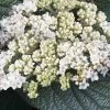 Alleghany Viburnum - 1 Gallon Pot -Garden & Outdoor Sale Shop viburnum rhytidophylloides alleghany 2 thumbnail
