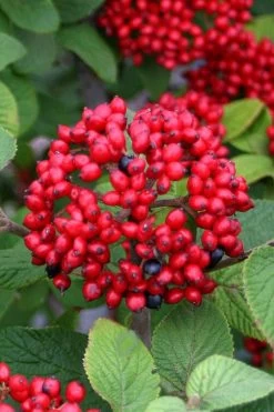 Alleghany Viburnum - 1 Gallon Pot -Garden & Outdoor Sale Shop viburnum rhytidophylloides alleghany 4