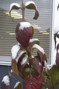 Red Balloon Viburnum - 3 Gallon Pot 13 Red Balloon Viburnum - 3 Gallon Pot -Garden & Outdoor Sale Shop viburnum rhytidophylloides red balloon 4