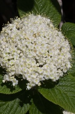 Red Balloon Viburnum - 3 Gallon Pot 11 Red Balloon Viburnum - 3 Gallon Pot -Garden & Outdoor Sale Shop viburnum rhytidophylloides red balloon 5