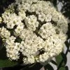 Willowwood Viburnum - 3 Gallon Pot -Garden & Outdoor Sale Shop viburnum rhytidophylloides willowwood 1