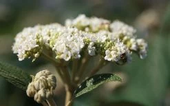 Willowwood Viburnum - 3 Gallon Pot -Garden & Outdoor Sale Shop viburnum rhytidophylloides willowwood 2