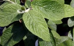 Willowwood Viburnum - 3 Gallon Pot -Garden & Outdoor Sale Shop viburnum rhytidophylloides willowwood 3