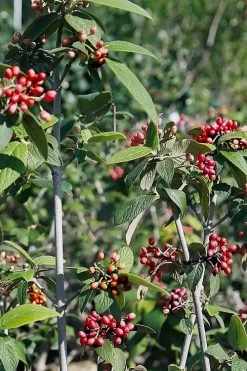 Willowwood Viburnum - 3 Gallon Pot -Garden & Outdoor Sale Shop viburnum rhytidophylloides willowwood 5