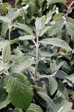 Willowwood Viburnum - 3 Gallon Pot -Garden & Outdoor Sale Shop viburnum rhytidophylloides willowwood 6