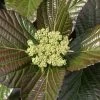 Shiny Dancer Viburnum - 2 Gallon Pot -Garden & Outdoor Sale Shop viburnum shiny dancer 25