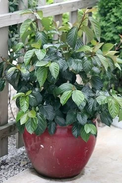 Shiny Dancer Viburnum - 2 Gallon Pot -Garden & Outdoor Sale Shop viburnum shiny dancer 26