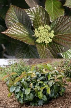 Shiny Dancer Viburnum - 2 Gallon Pot -Garden & Outdoor Sale Shop viburnum shiny dancer 27