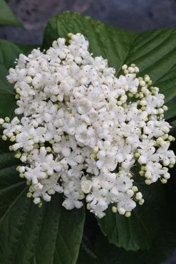 Shiny Dancer Viburnum - 2 Gallon Pot -Garden & Outdoor Sale Shop viburnum shiny dancer 4 500x750 1