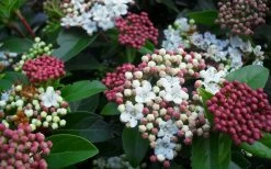 Spring Bouquet Viburnum - 3 Gallon Pot -Garden & Outdoor Sale Shop viburnum spring bouquet 800x500 3
