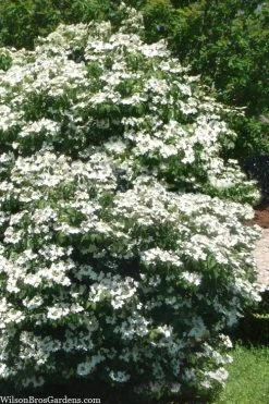 Summer Snowflake Viburnum - 1 Gallon Pot -Garden & Outdoor Sale Shop viburnum summer snowflake 102