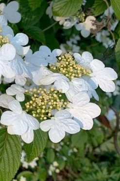 Summer Snowflake Viburnum - 1 Gallon Pot -Garden & Outdoor Sale Shop viburnum summer snowflake 103