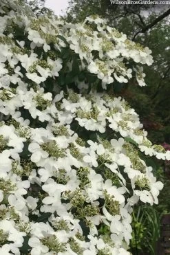 Summer Snowflake Viburnum - 1 Gallon Pot -Garden & Outdoor Sale Shop viburnum summer snowflake 105