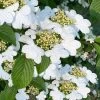 Summer Snowflake Viburnum - 1 Gallon Pot -Garden & Outdoor Sale Shop viburnum summer snowflake 106