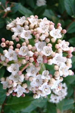 Spring Bouquet Viburnum - 6 Pack Of 1 Gallon Pots -Garden & Outdoor Sale Shop viburnum tinus spring bouquet 1
