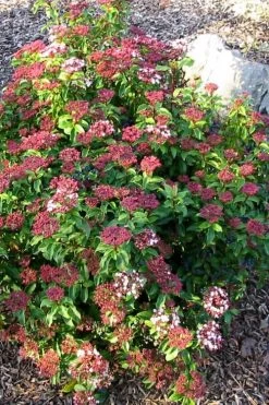 Spring Bouquet Viburnum - 3 Gallon Pot -Garden & Outdoor Sale Shop viburnum tinus spring bouquet 2 2