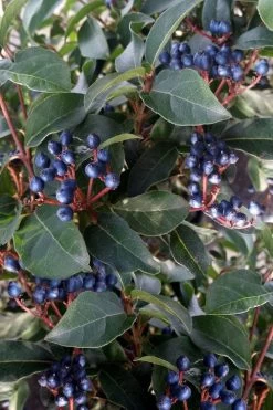 Spring Bouquet Viburnum - 6 Pack Of 1 Gallon Pots -Garden & Outdoor Sale Shop viburnum tinus spring bouquet 5