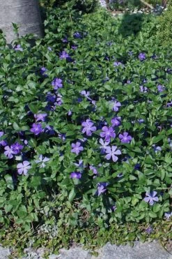 Bigleaf Periwinkle (Vinca Major) - 6 Pack Of Pint Pots 11 Bigleaf Periwinkle (Vinca Major) - 6 Pack Of Pint Pots -Garden & Outdoor Sale Shop vinca major bigleaf periwinkle 10