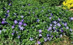 Bigleaf Periwinkle (Vinca Major) - 18 Pack Of Pint Pots -Garden & Outdoor Sale Shop vinca major bigleaf periwinkle 11 1