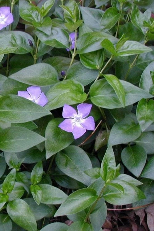 Bigleaf Periwinkle (Vinca Major) - 6 Pack Of Pint Pots 8 Bigleaf Periwinkle (Vinca Major) - 6 Pack Of Pint Pots - Image 6
