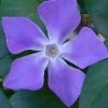 Bigleaf Periwinkle (Vinca Major) - 6 Pack Of Pint Pots -Garden & Outdoor Sale Shop vinca major bigleaf periwinkle 13